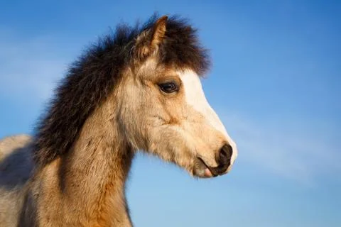 Welsh pony Foto stock