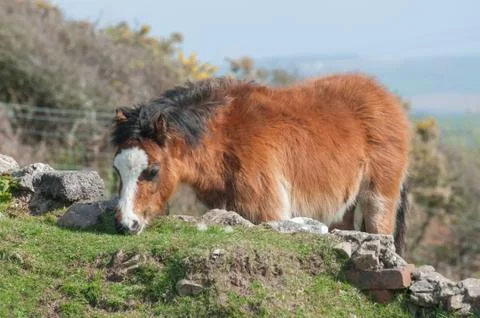 Welsh pony Stock Photos