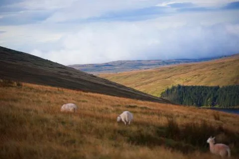 The welsh rolling fields  Stock Photos