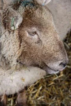 Welsh Sheep Stock Photos