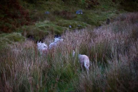 Welsh sheep roaming through the fields  Stock Photos