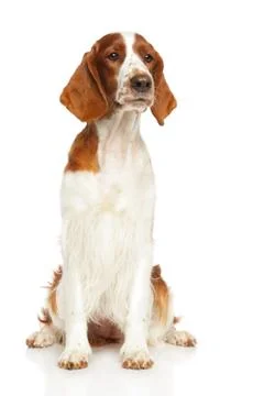 Welsh Springer Spaniel dog Stock Photos