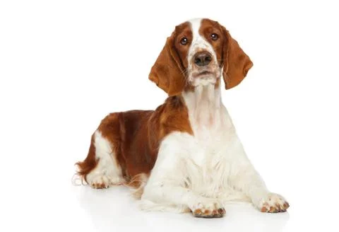 Welsh Springer Spaniel dog Stock Photos
