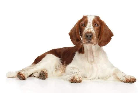 Welsh Springer Spaniel dog Stock Photos