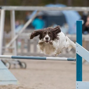 Welsh Springer Spaniel jumping over an agility hurdle Fotos Stock