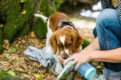 Welsh Springer Spaniel puppy drinking Stock Photos