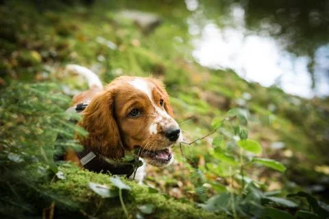 Welsh Springer Spaniel puppy in the forest Stock Photos