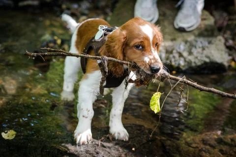 Welsh Springer Spaniel puppy playing in the creek Stock Photos