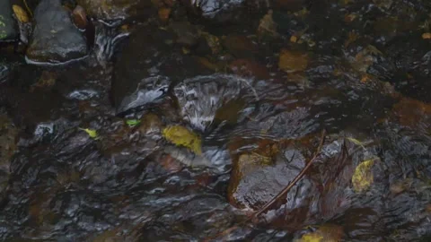 Welsh stream 動画素材 141532473