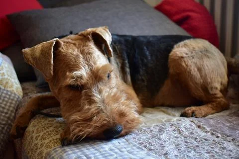 Welsh terrier on the couch Stock Photos