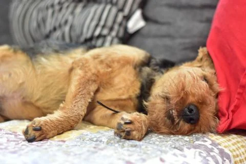 Welsh terrier dog sleeping 库存照片