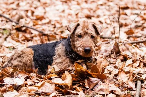 Welsh terrier Stock Photos
