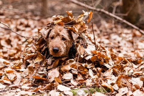 Welsh terrier Stock Photos