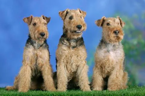 Welsh Terrier Stock Photos