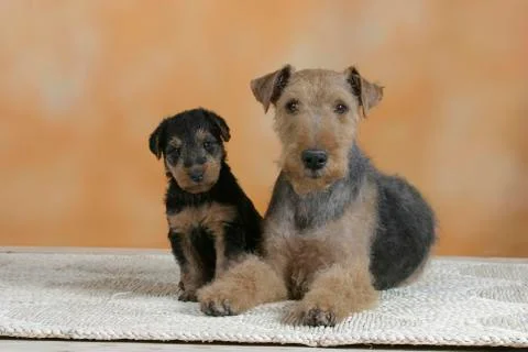 Welsh terrier with puppy Stock Photos