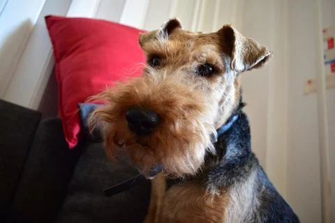 Welsh terrier sleeping on a couch 스톡 사진