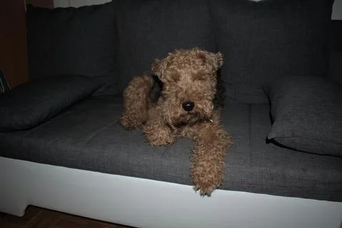 Welsh terrier on a sofa Photos