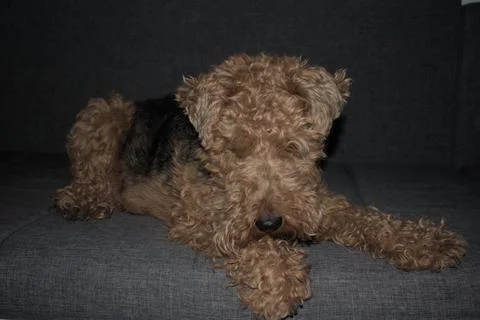 Welsh terrier on a sofa Stock Photos