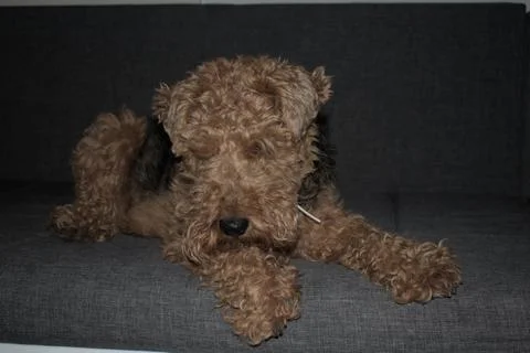 Welsh terrier on a sofa 库存照片