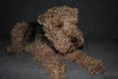 Welsh terrier on a sofa 库存照片