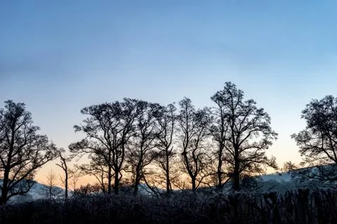 Welsh trees sunrise Stock Photos