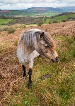 Welsh wild pony Stock Photos