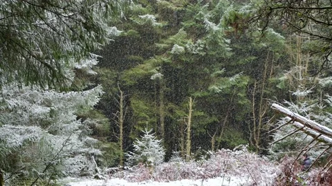 Welsh Winter landscape. Beautiful pine winter forest and falling snow. south Stock Footage 145944106