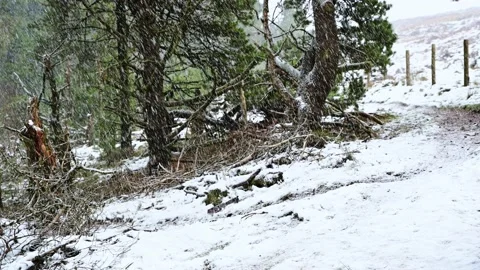Welsh Winter landscape. Beautiful pine winter forest and falling snow. south Stock Footage 145945377