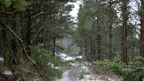 Welsh Winter landscape. Beautiful pine winter forest and falling snow. south Stock Footage 145946390