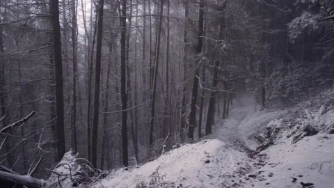 Welsh Winter landscape. Beautiful pine winter forest and falling snow. south Stock Footage 148994306