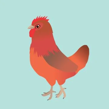 Welsumer Chicken Illustrazione stock