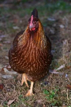 Welsummer Hen Stock Photos