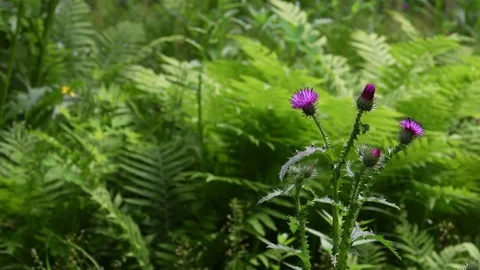 Welted thistle flowers Stock Footage 82446813