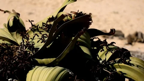 WELWITSCHIA CLOSE UP Stock Footage 104922040