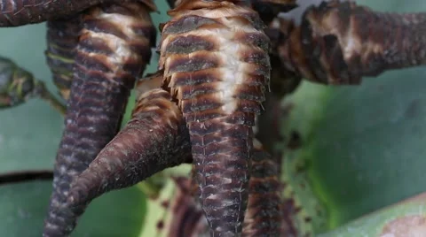 Welwitschia cones Stock Footage 57521034
