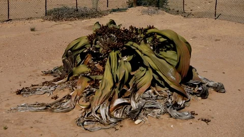 WELWITSCHIA MEDIUM SHOT Stock Footage 104922288