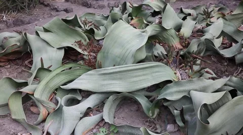 Welwitschia mirabilis group Stock Footage 56194804