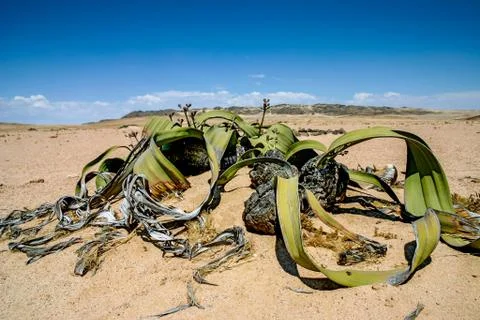 Welwitschia Namibia Stock Photos
