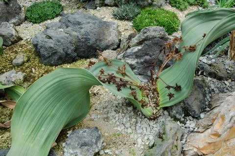 Welwitschia Foto stock
