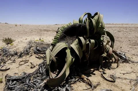 Welwitschia Stock Photos