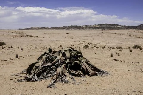 Welwitschia Stock Photos