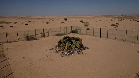 WELWITSCHIA WIDE Stock Footage 104922289