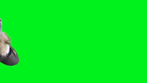 Werewolf Dancer Stock Footage 127941091