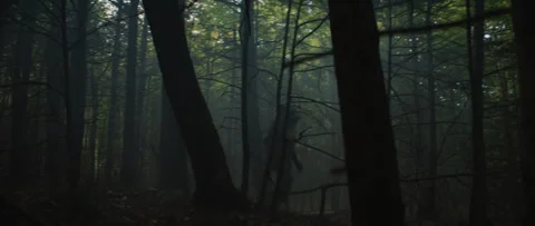 Werewolf Howling Stock Footage 289026094