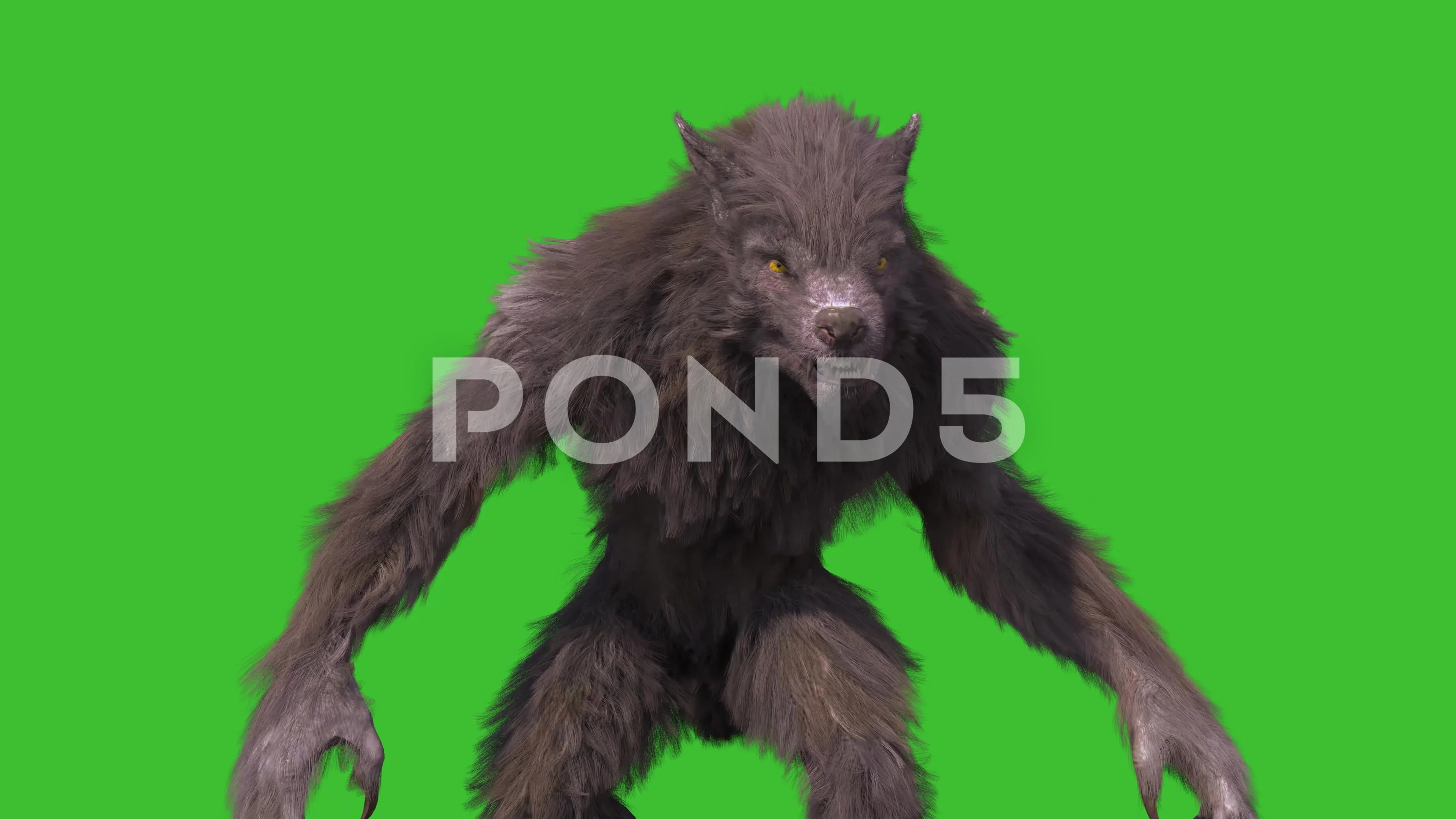 Werewolf Real Fur Green Screen Attacks F... | Stock Video | Pond5