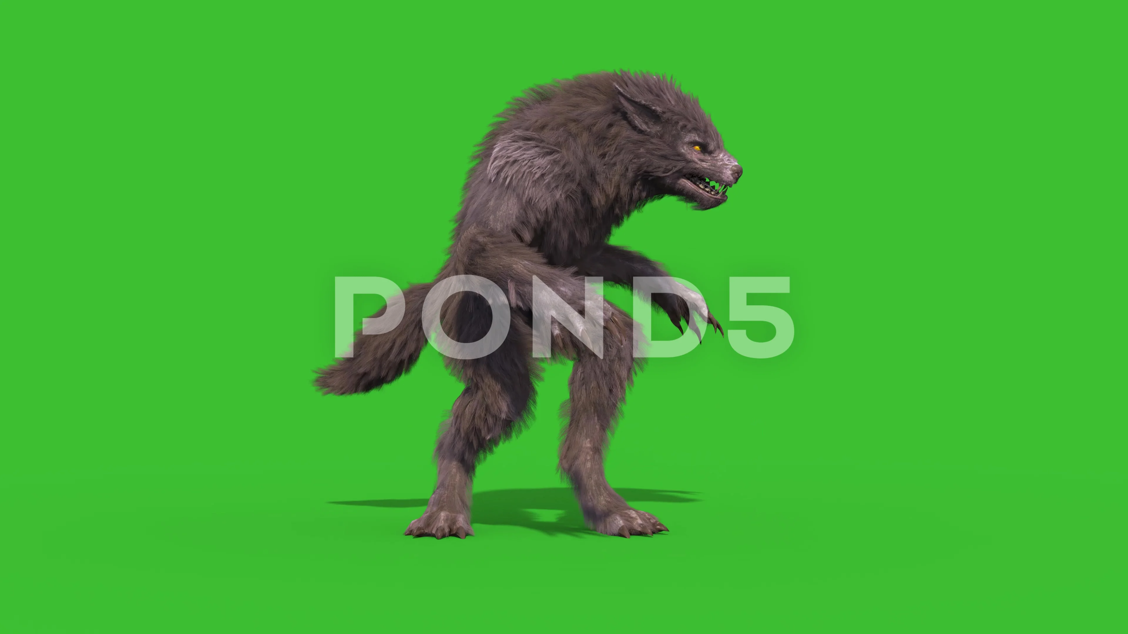 Werewolf Real Fur Green Screen Shoot Fro... | Stock Video | Pond5