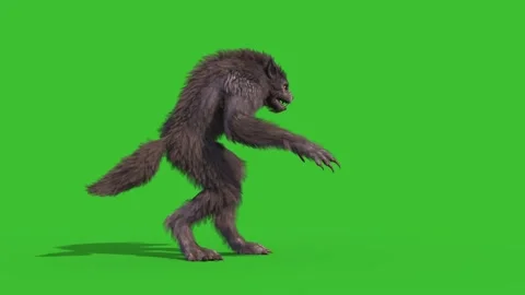 Werewolf Real Fur Green Screen Shoot Side 3D Rendering Animation 4K Horror Video stock 149208901
