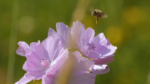 Wesp landing on flower Stock Footage 128796483