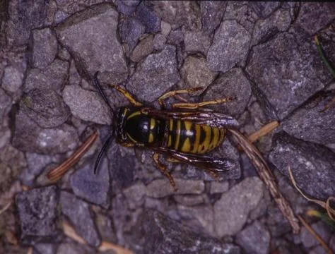Wespe krabbel am Boden Stock Photos