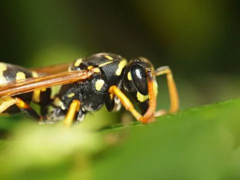Wespe Фото